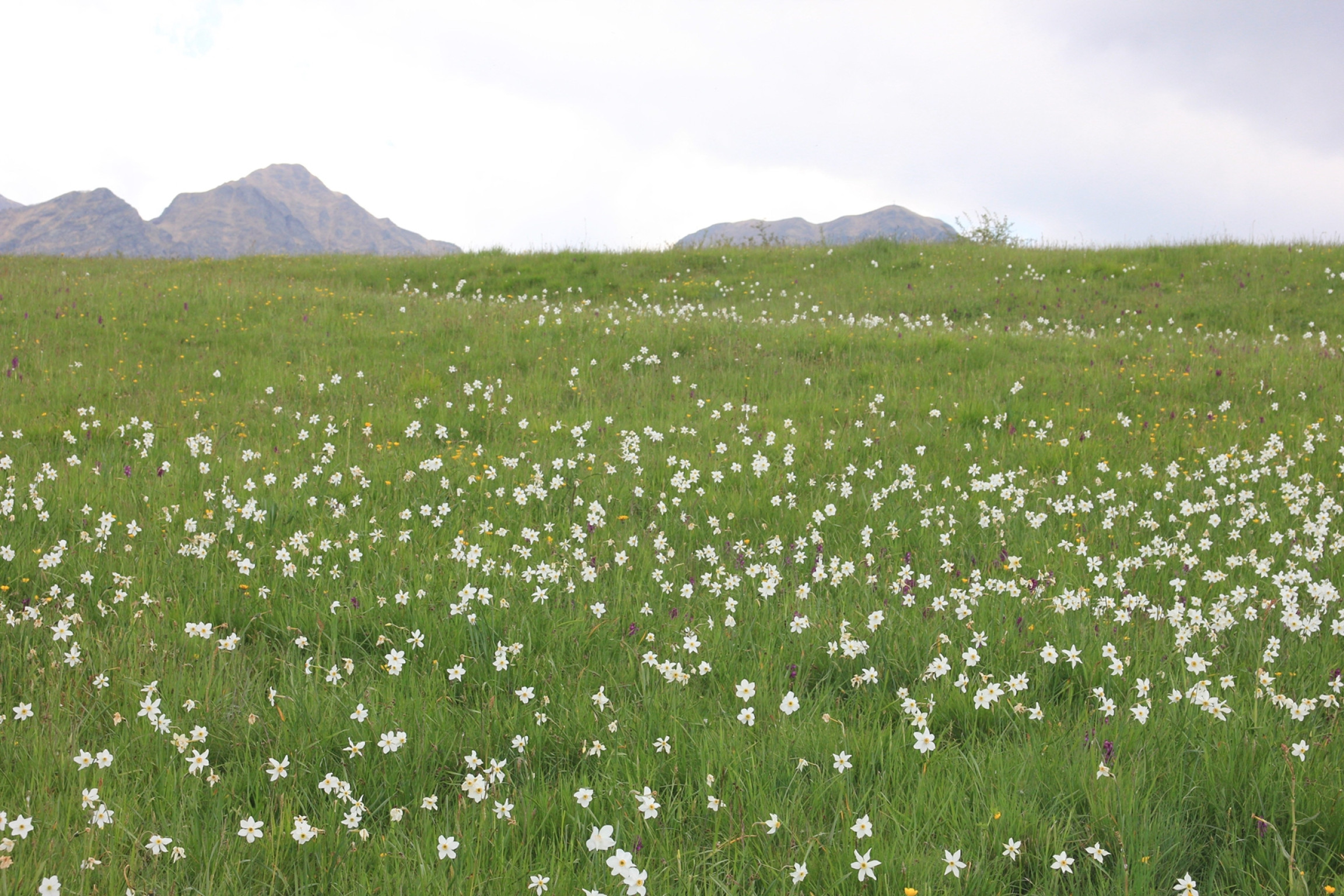 Hero Prati di Logarghena (Filattiera)