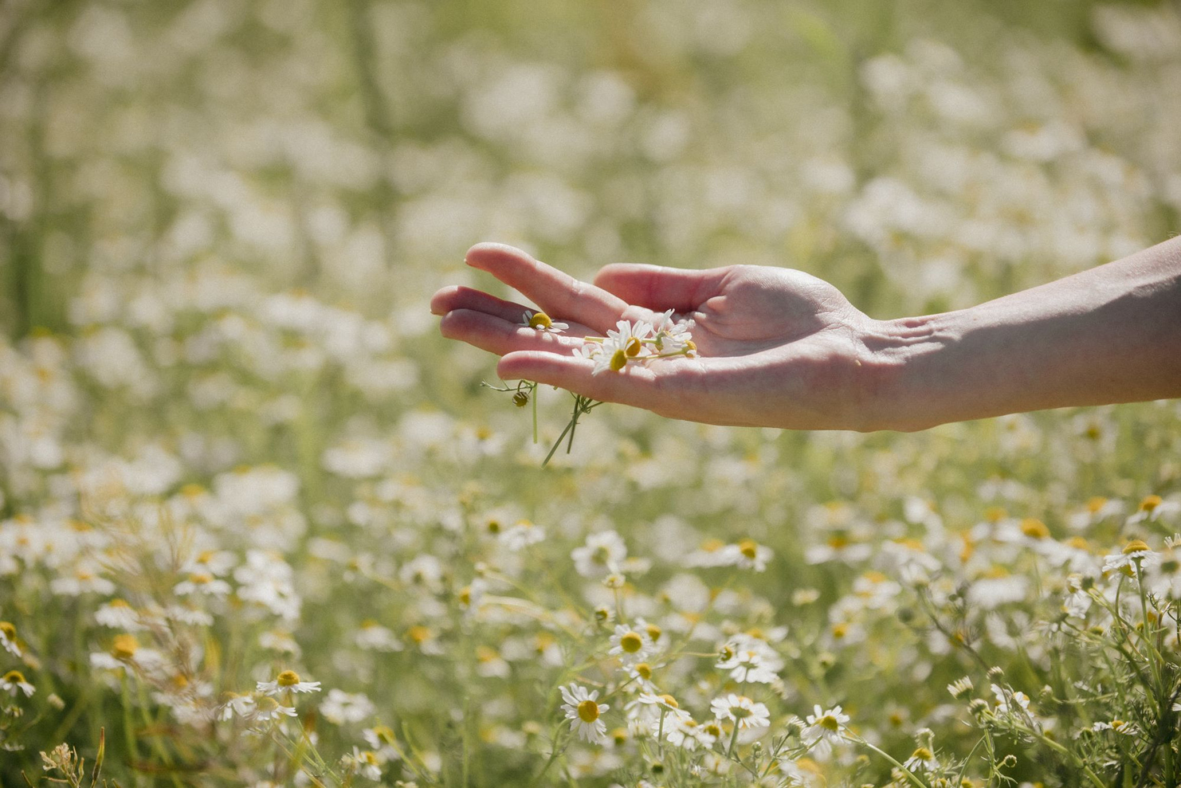 Hero ZEM Officinaria