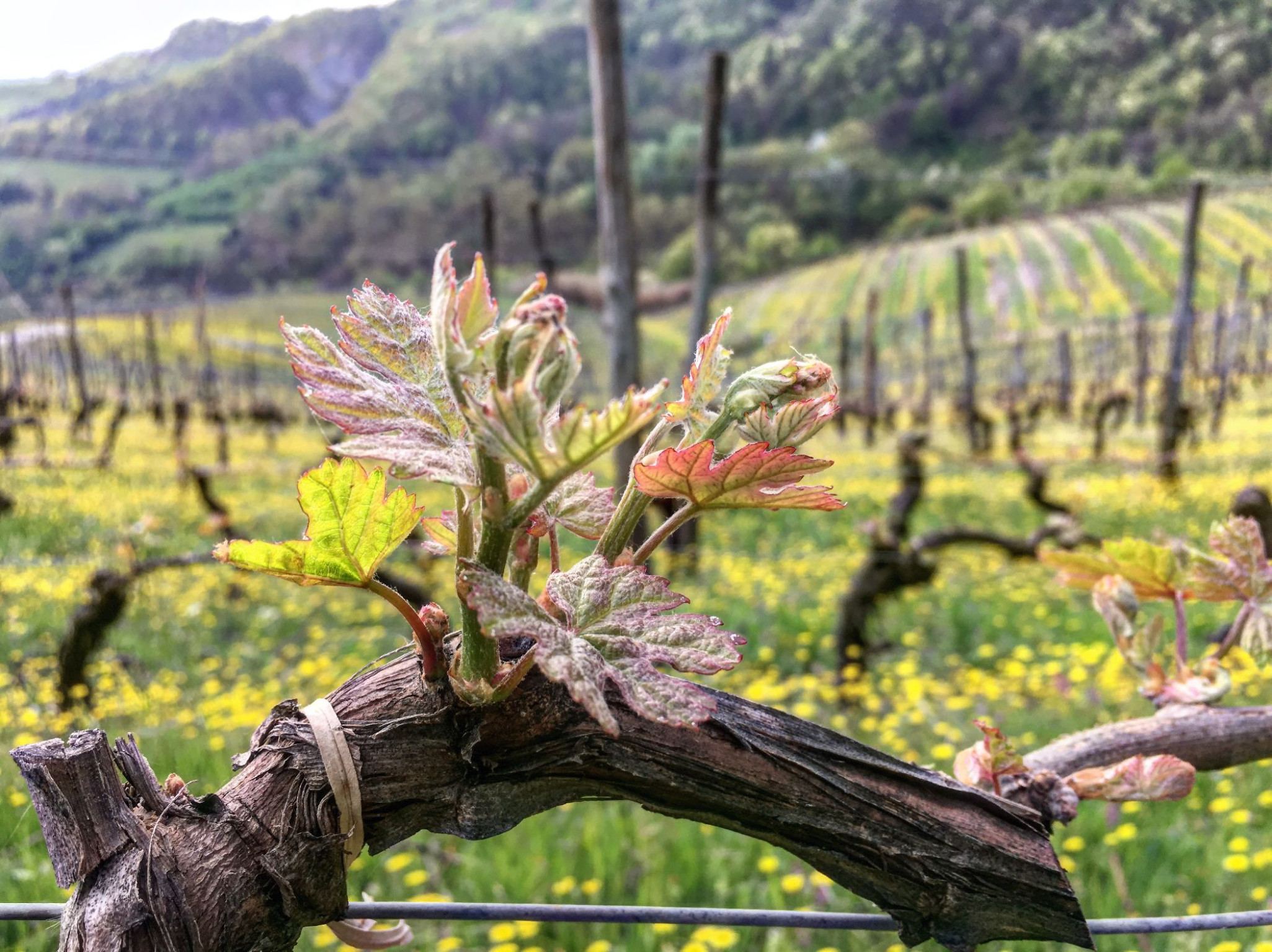 Hero  Cascina Bertolotto