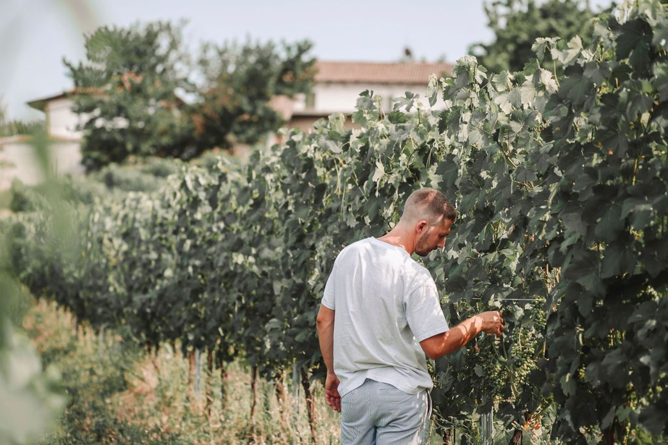 Hero Tenuta Il Nespolo