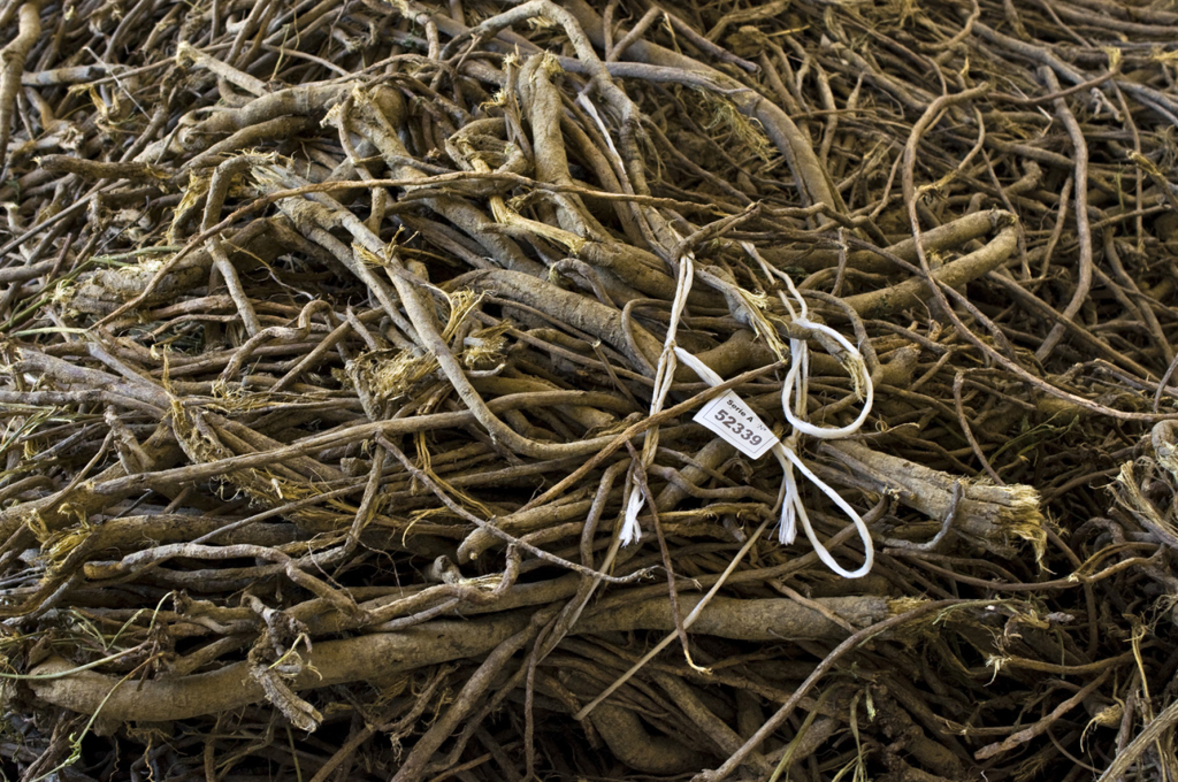 Hero Romano Radici di Liquirizia