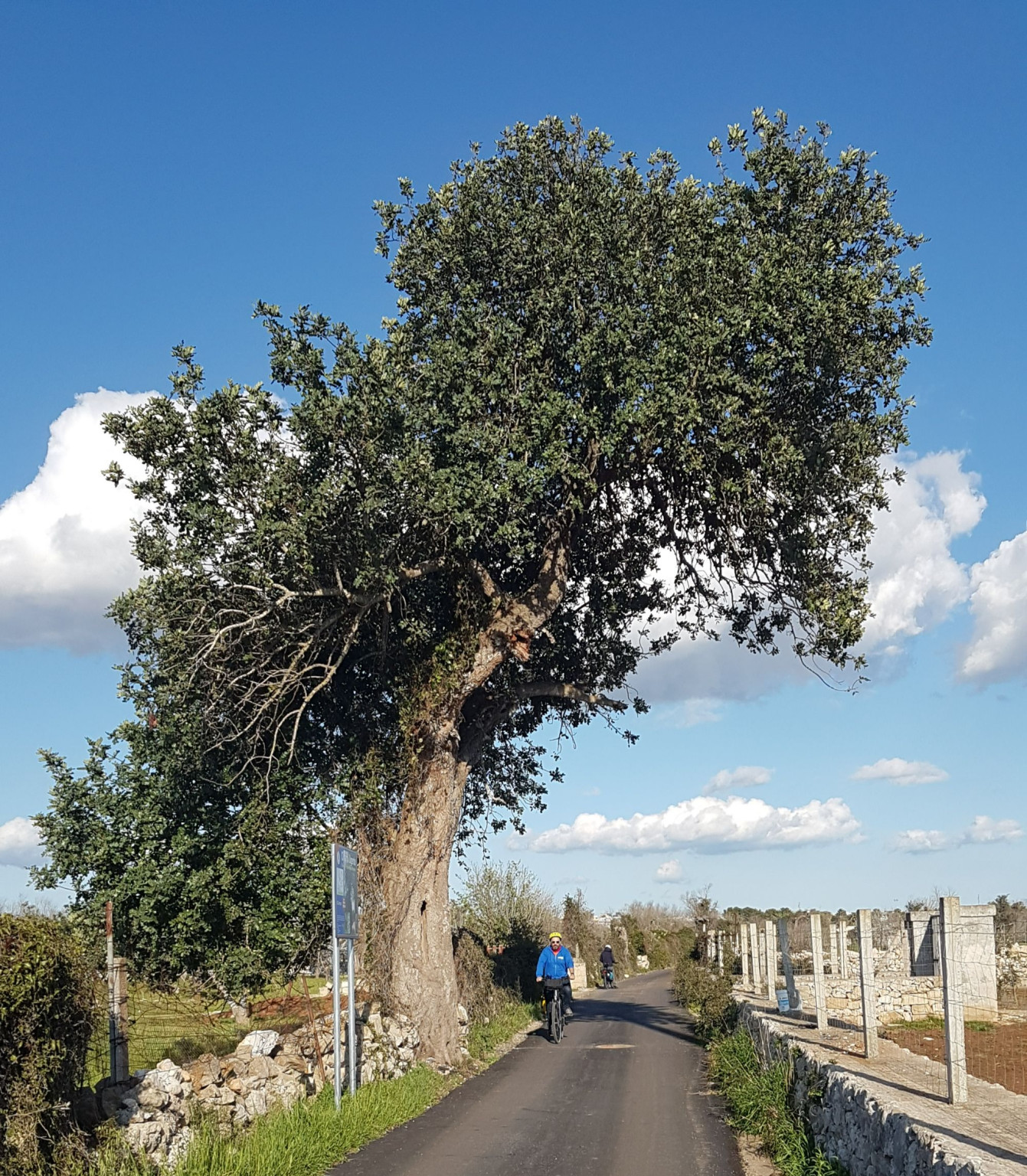 Hero Albero secolare di Ugento