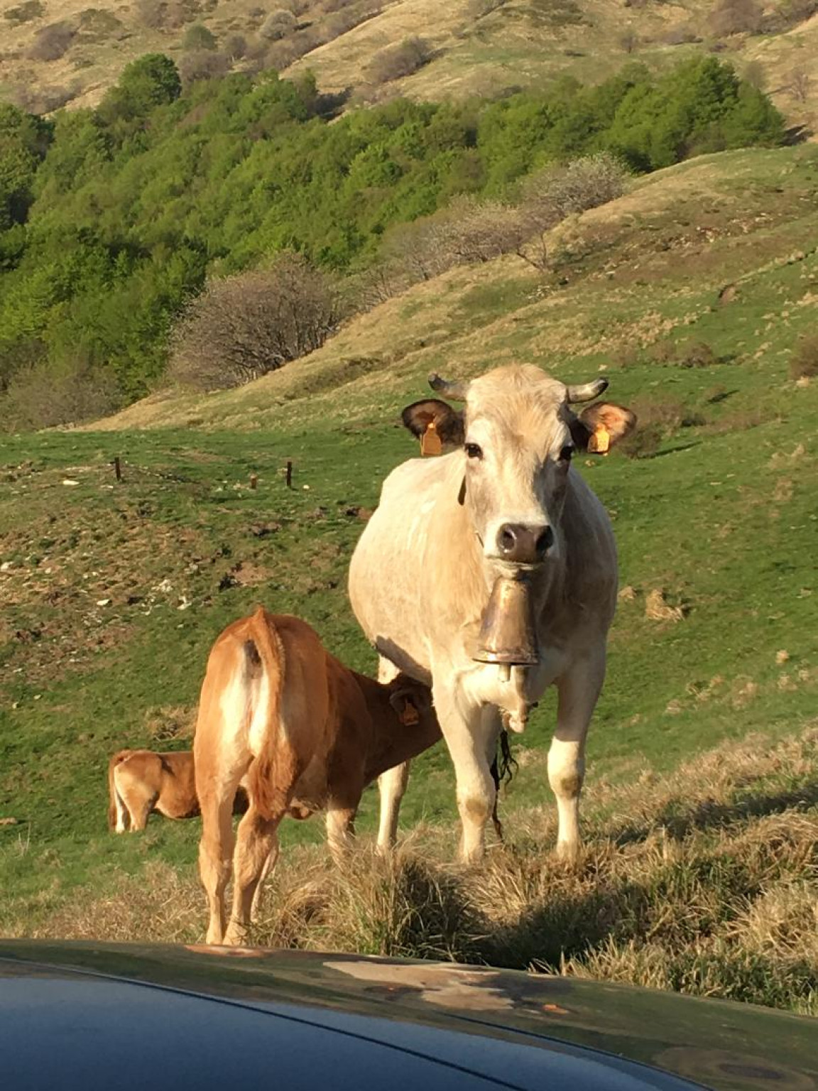 Hero La carne all'erba della Val Borbera