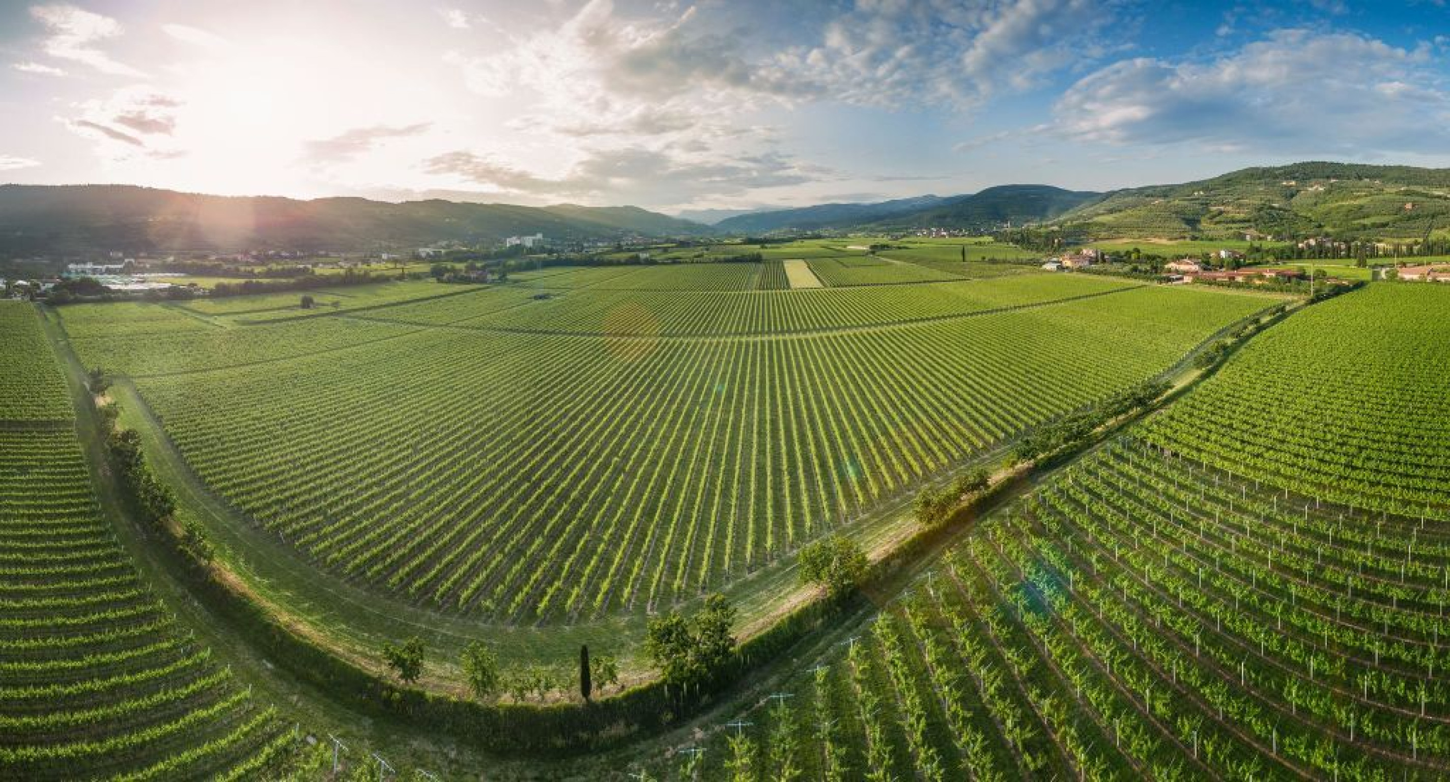 Hero Capurso Vita, Viti, Vini. 