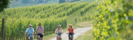 Langhe by Ebike: Wine, Nature, and Adventure