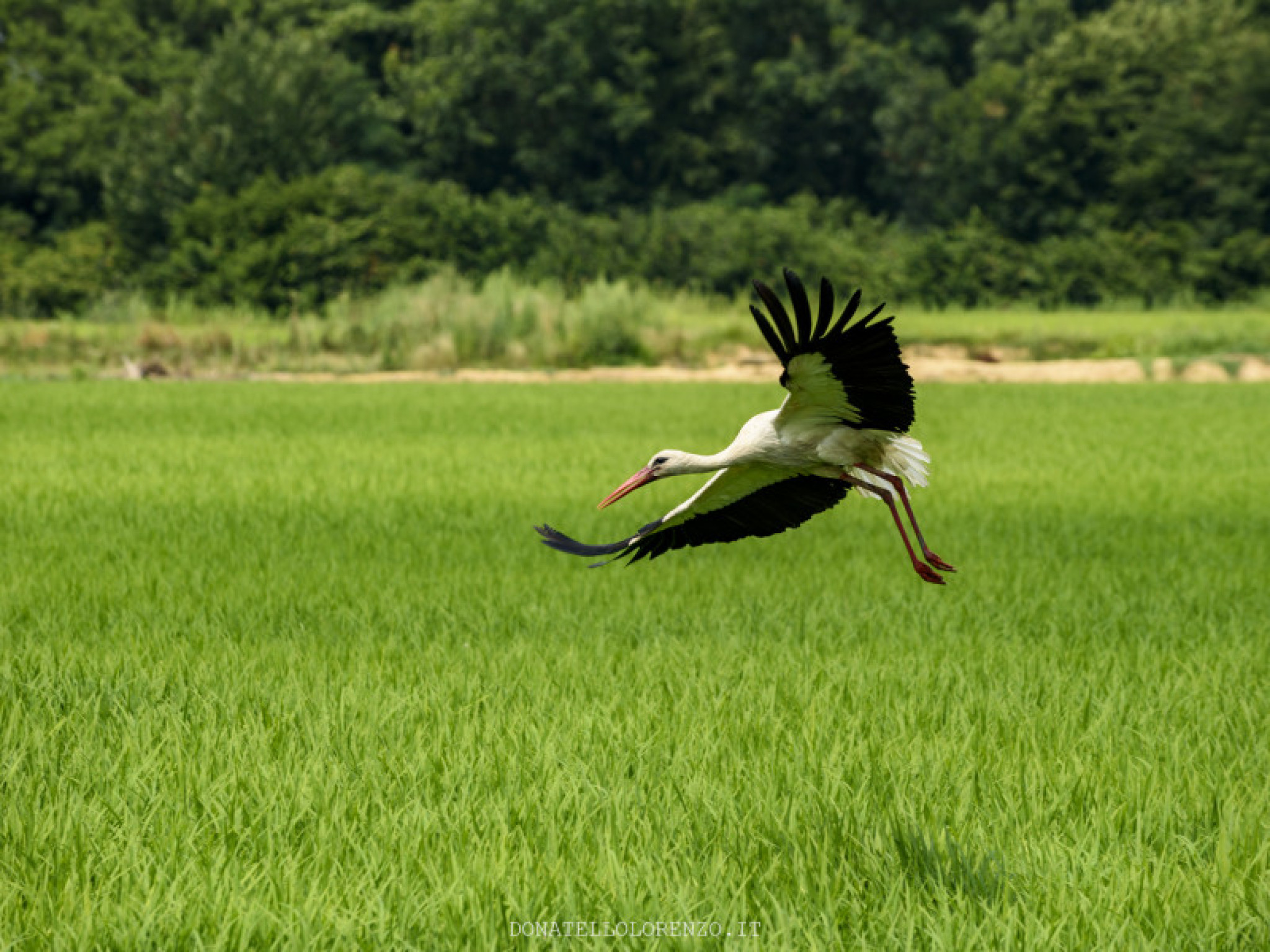 Hero Baraggia, risaie e Canale Cavour