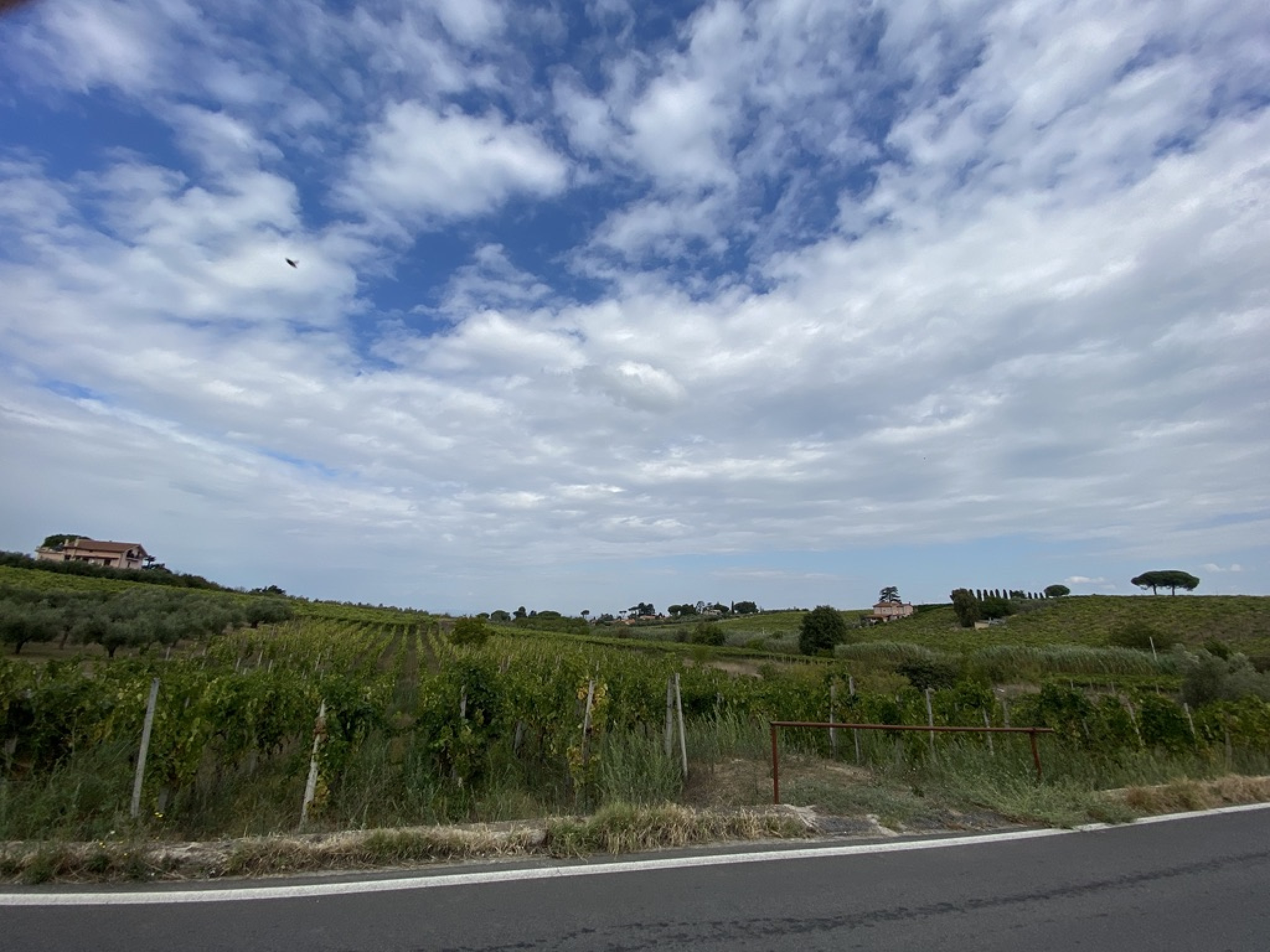 Hero Le vigne del frascati superiore