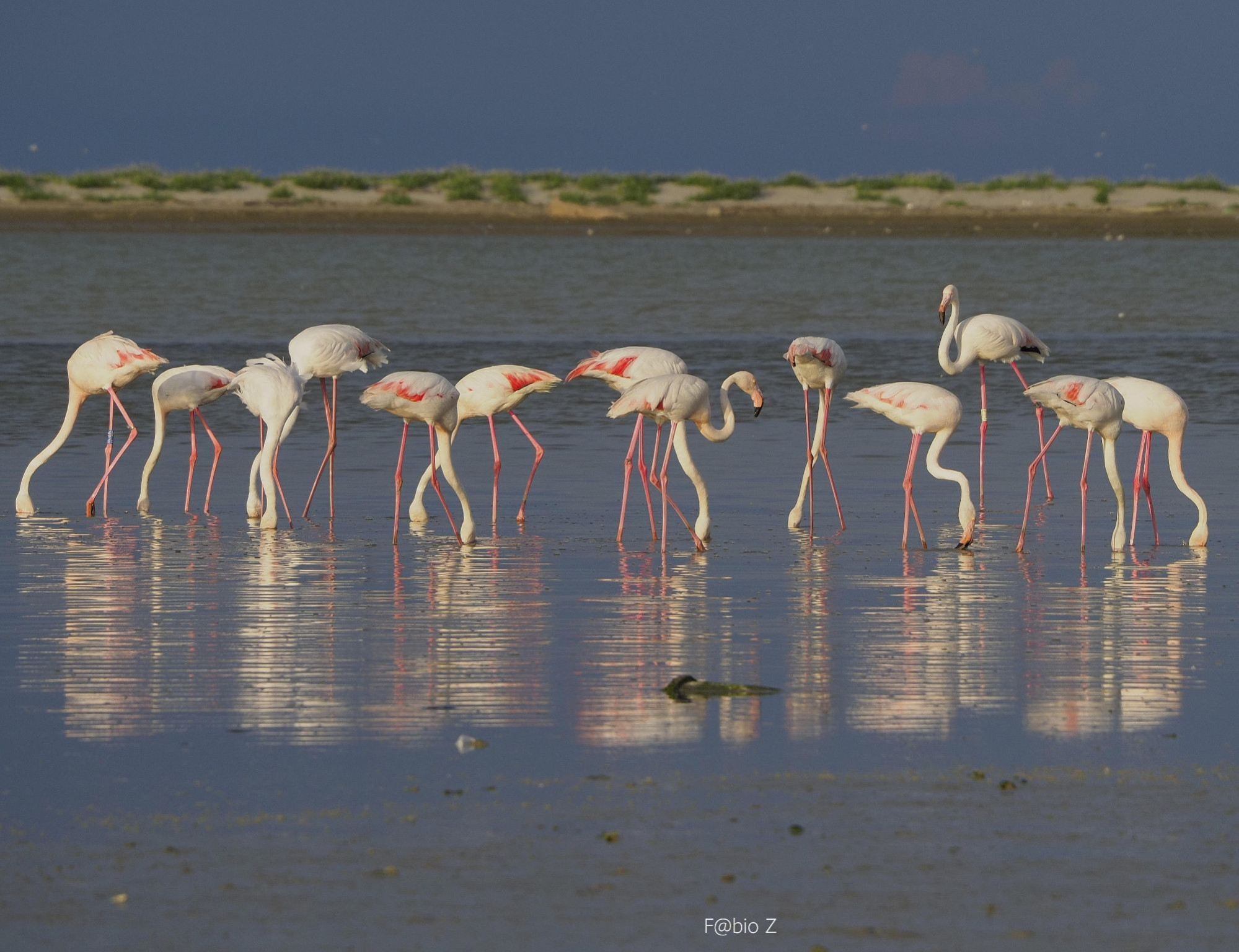 Hero Tra Po e Fenicotteri
