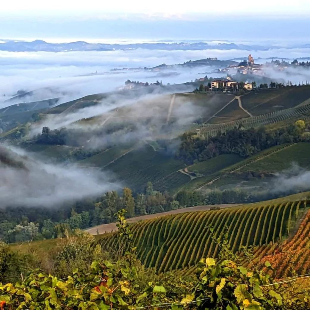 Wine tour: degustazione in e-bike in mezza giornata