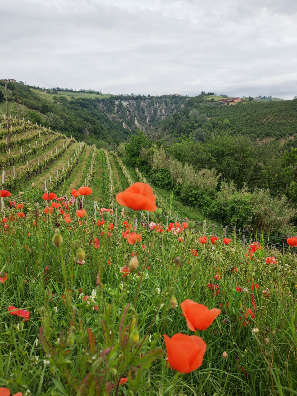 Hero Giorno 5: Neive, Rocche dei Sette Fratelli, Barbaresco