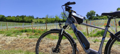 Tour in e-bike tra i vigneti e noccioleti del Monferrato