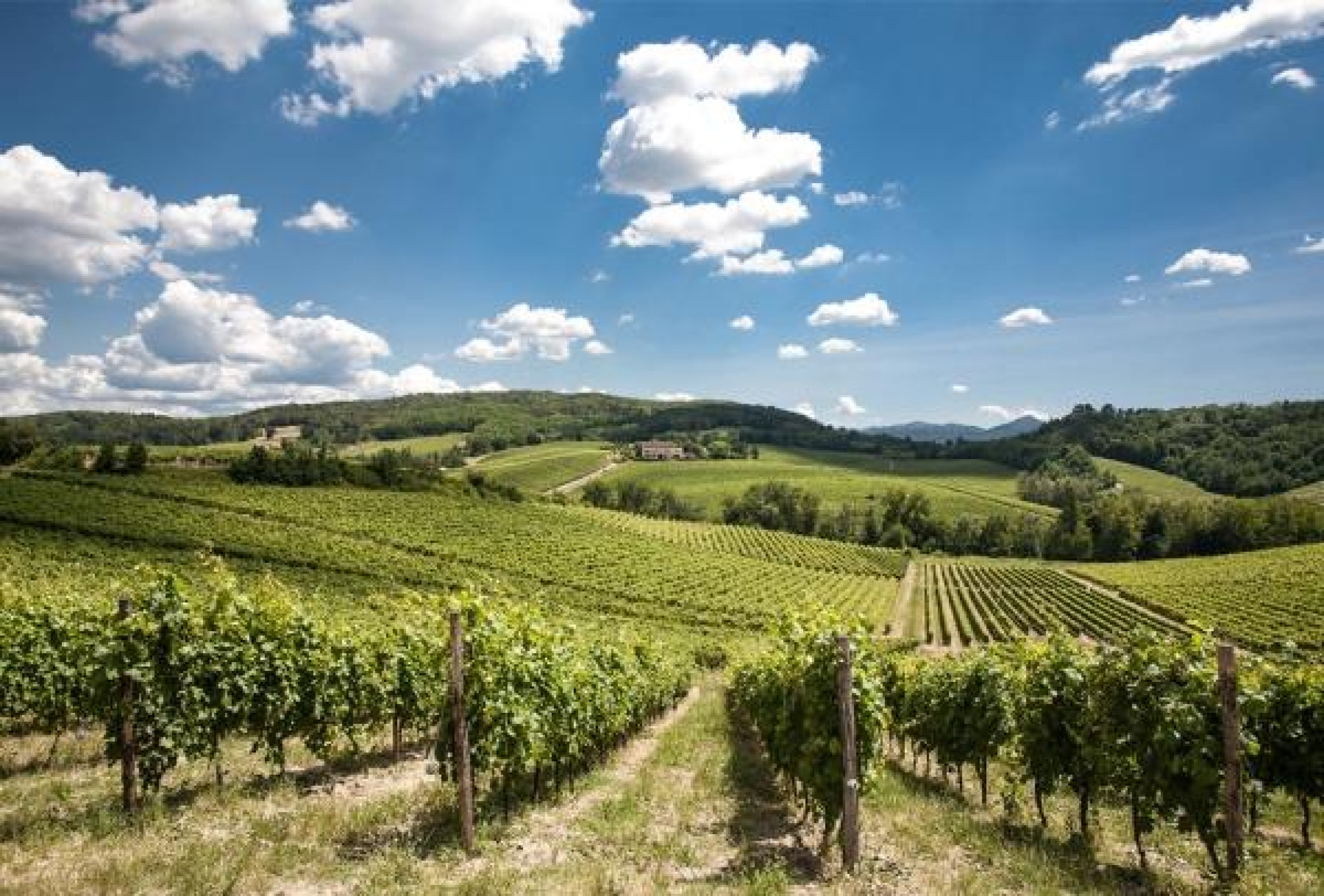 Hero Tra i vigneti del Gavi