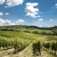 Among Gavi vineyards