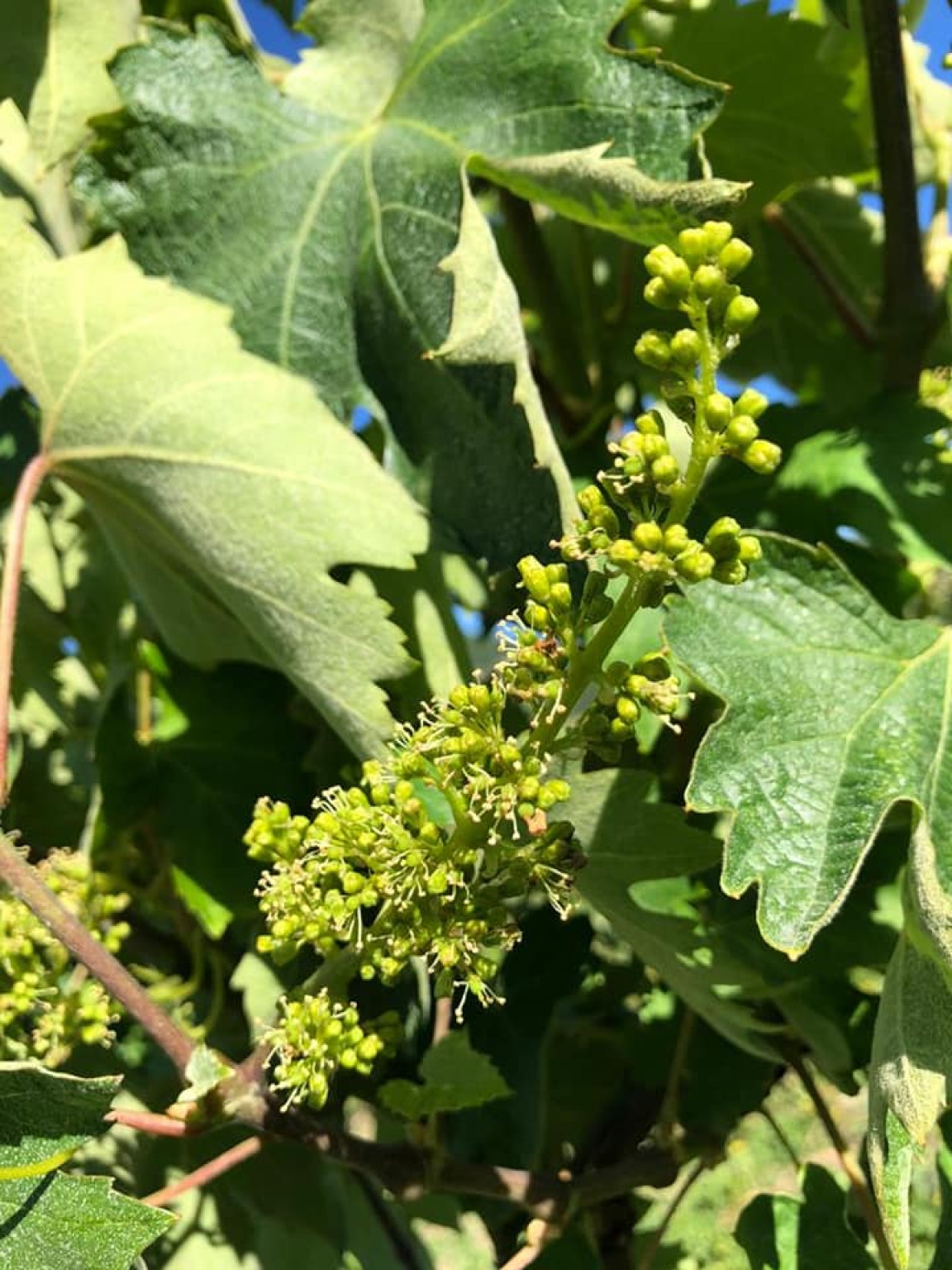 Hero Tour in ebike tra i sapori della Val Borbera