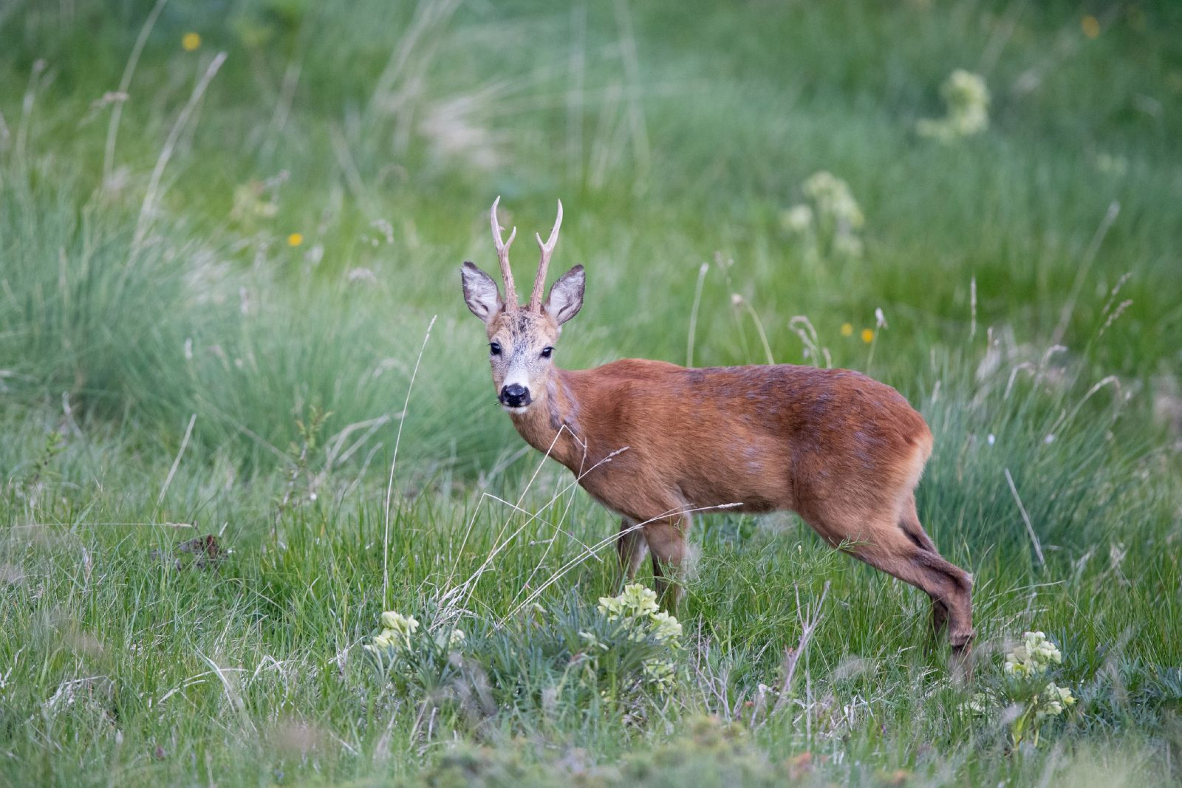 Hero Da Montalto Ligure verso Carpasio e rientro passando da Costa e Arzene