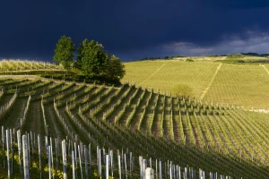 langhe