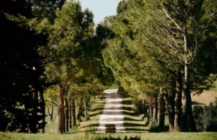 maceratese