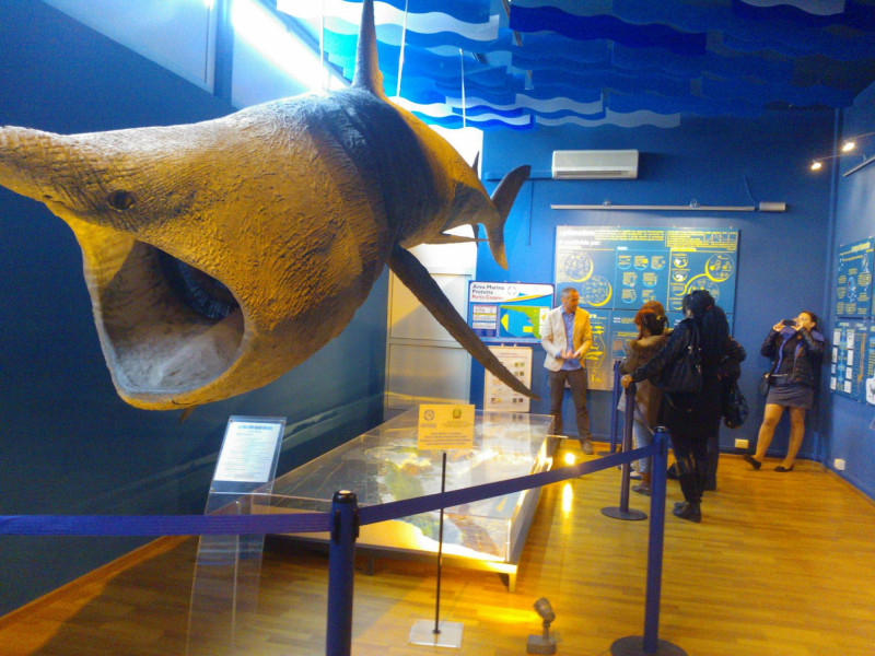 Museo di Biologia Marina "Pietro Parenzan" a Porto Cesareo