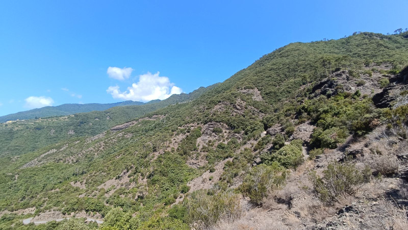 Pallarea